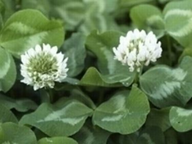 trifolium repens