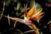 strelitzia reginae.jpg (17353 byte)