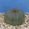 euphorbia_obesa.JPG (24450 byte)