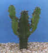 euphorbia_triangularis.JPG (23265 byte)