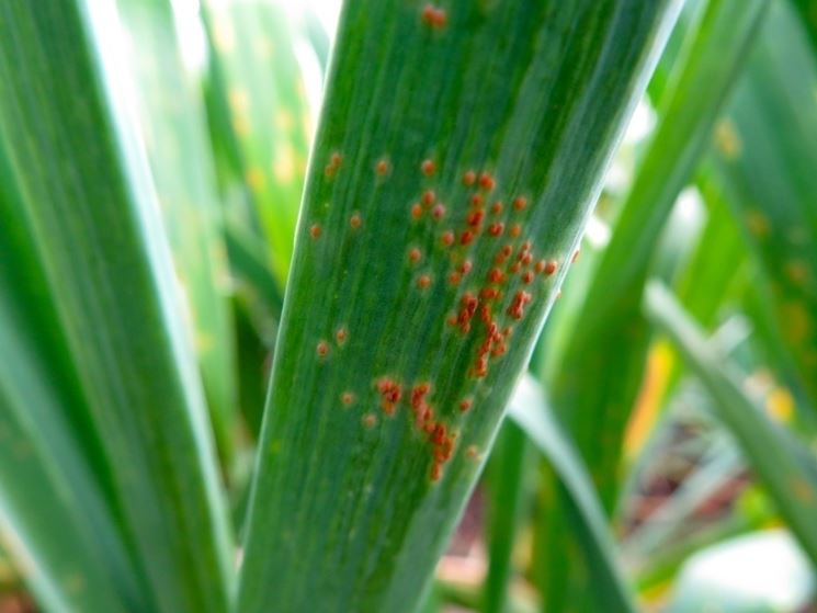 malattia ruggine