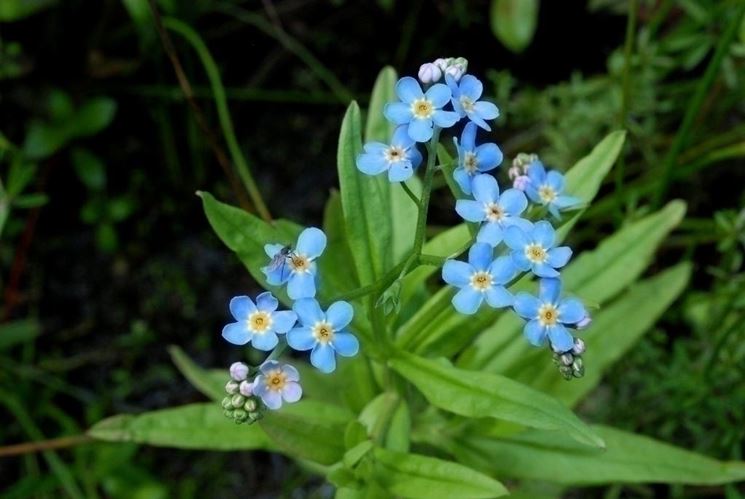 myosotis myosotis