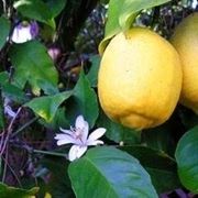 limone non fa frutti