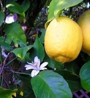 limone non fa frutti