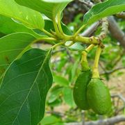 piantare seme avocado
