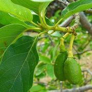 Avocado pianta