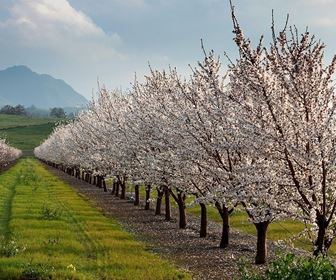 Domande e Risposte Orto e Frutta