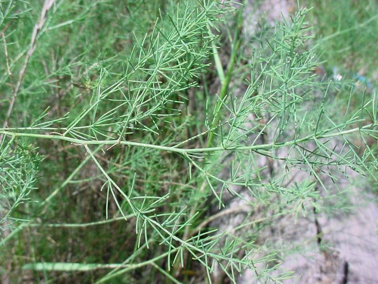 pianta asparago