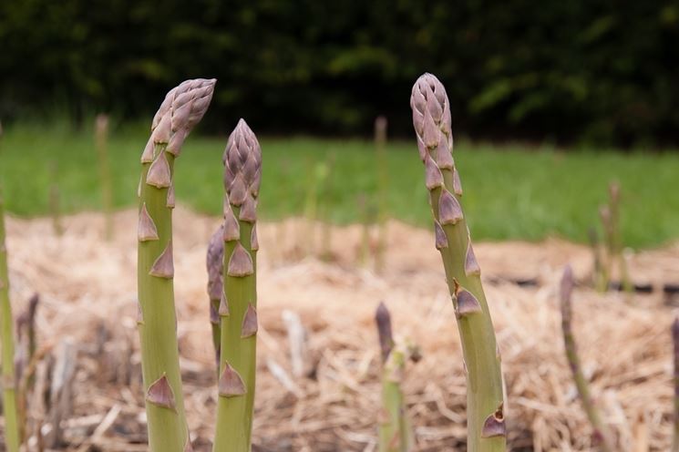 asparagus officinalis