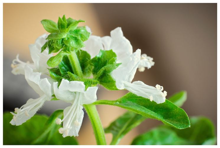 basilico variegato