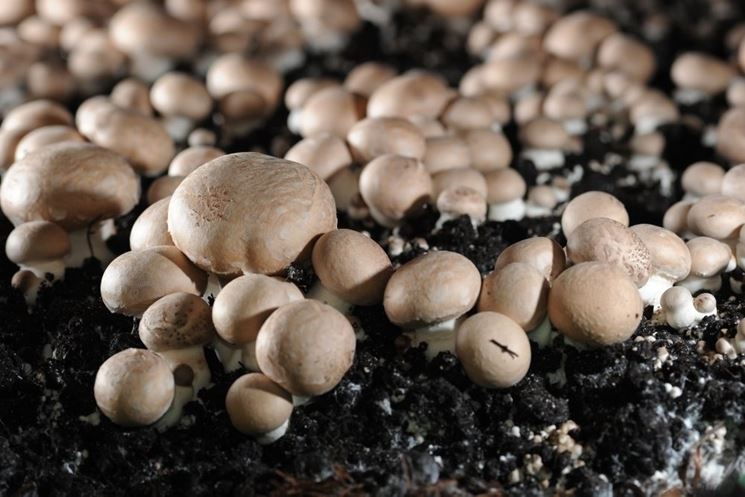 coltivazione funghi