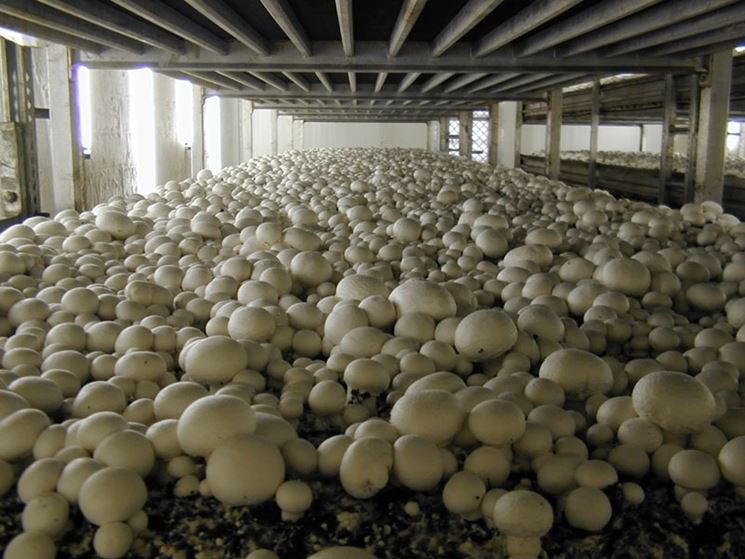 funghi coltivati