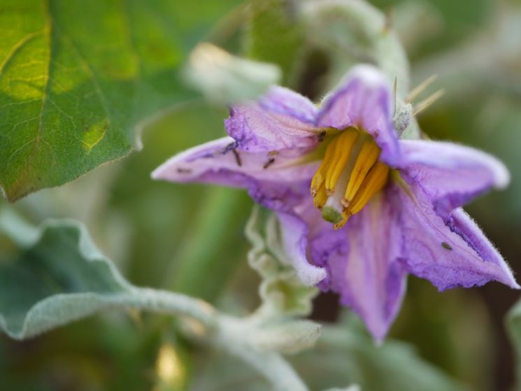 fiori melanzana