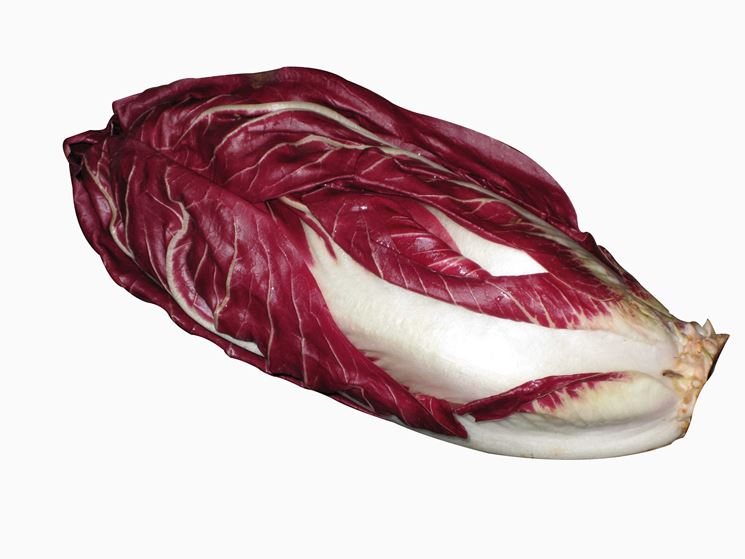 radicchio