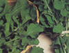 Rucola