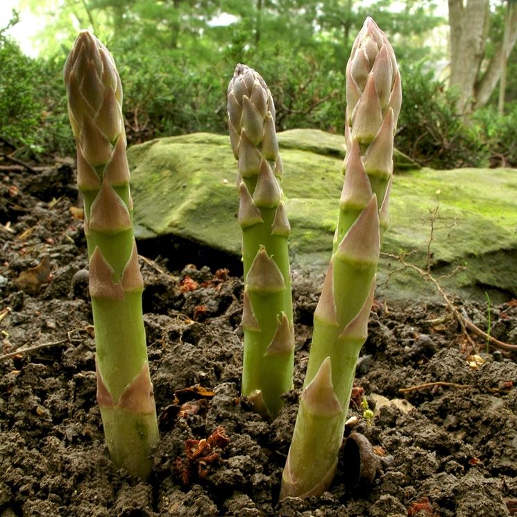 coltivare asparagi