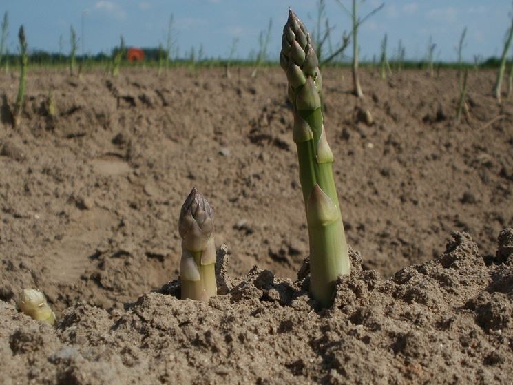 asparagus