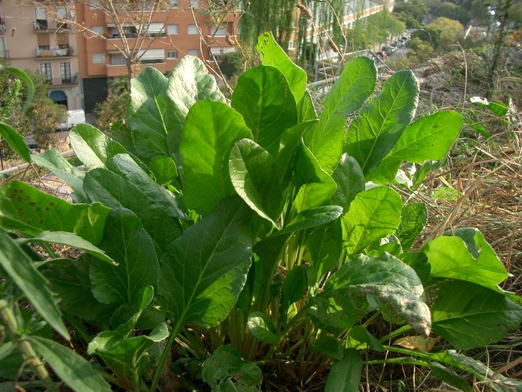 beta vulgaris maritima