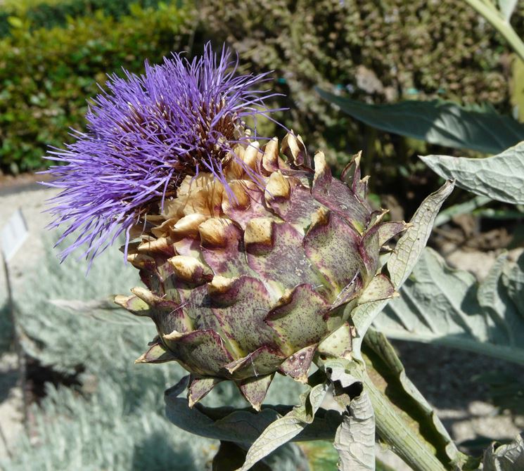 Cynara cardunculus vari scolymus