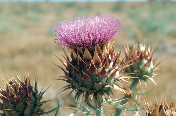 Cynara cardunculus var.  altilis