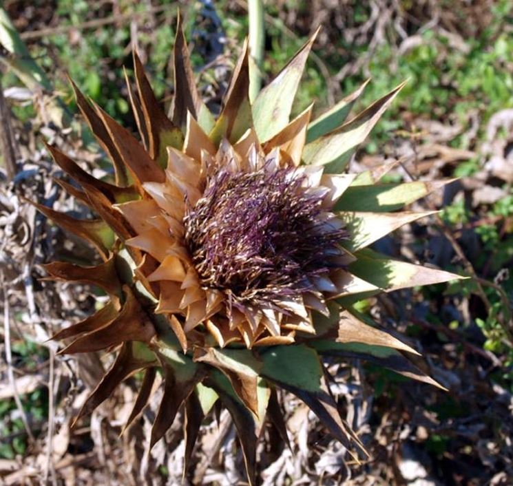 Cynara cardunculus var. sylvestris