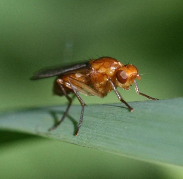 mosca della carota