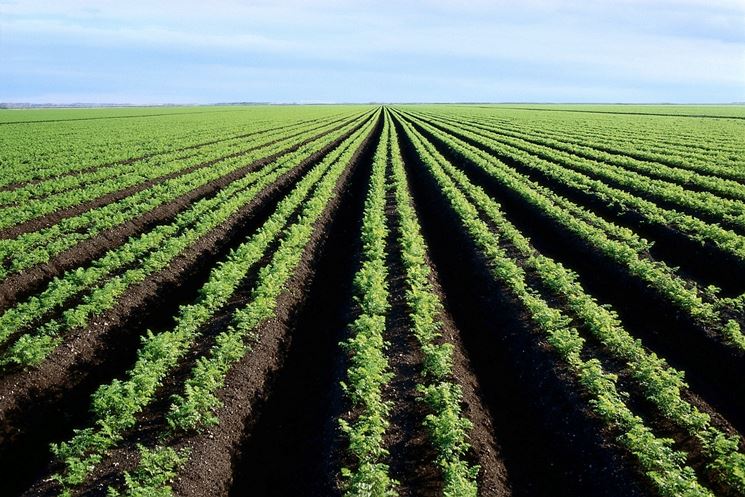 terreno carota