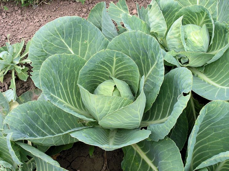 brassica oleracea capitata