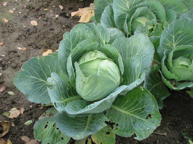 brassica capitata