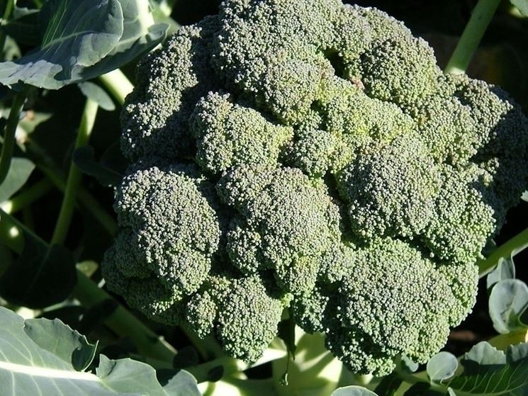 brassica oleracea italica