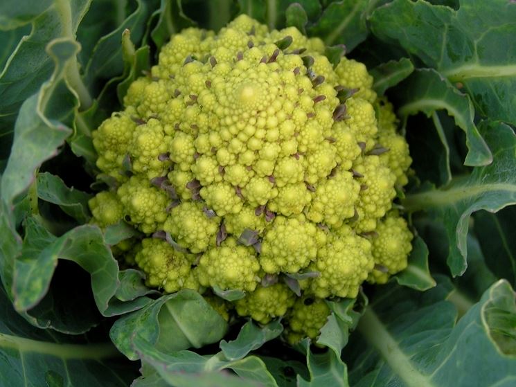 brassica botrytis