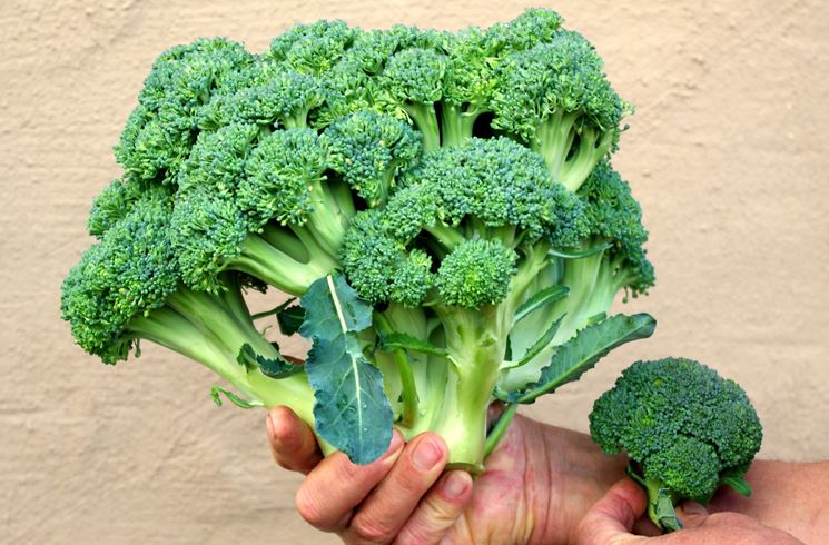 broccolo