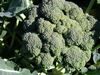 brassica oleracea italica