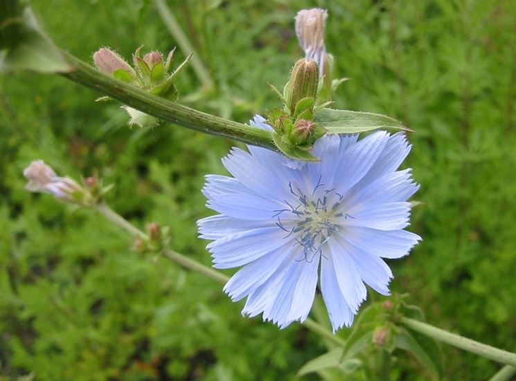 fiore di cicoria