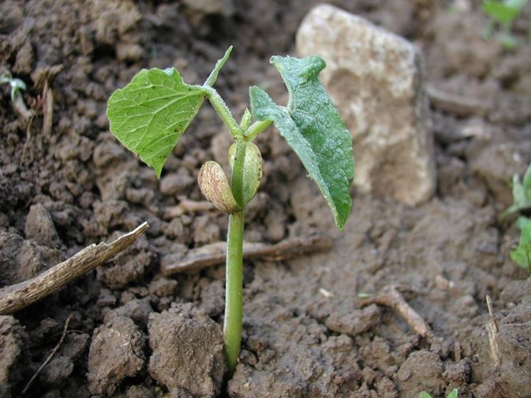 plantula fagiolo