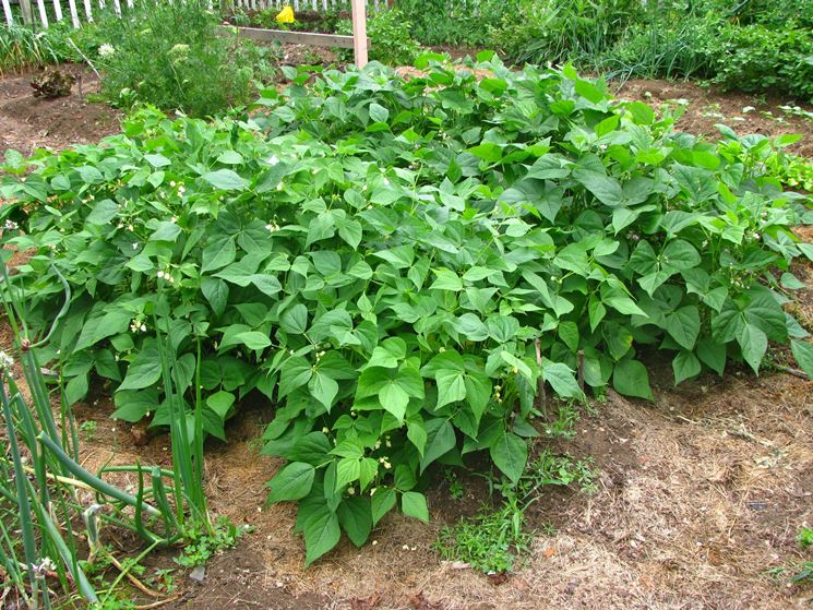 Fagiolo Nano Saxa (Phaseolus Vulgaris) Biologico – Semi Per Orto, Varietà Robusta E Resistente Al Freddo, Circa 30 Semi Per Confezione