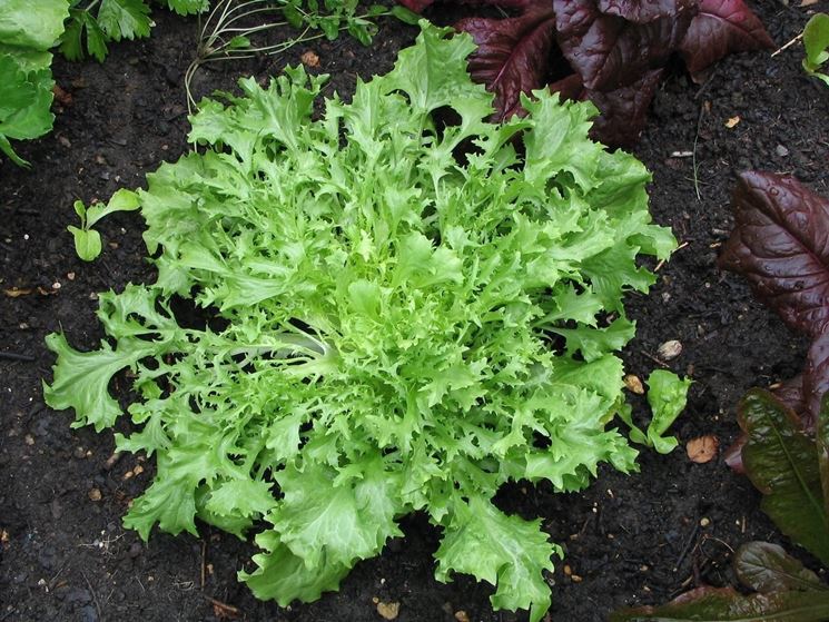 lattuga verde
