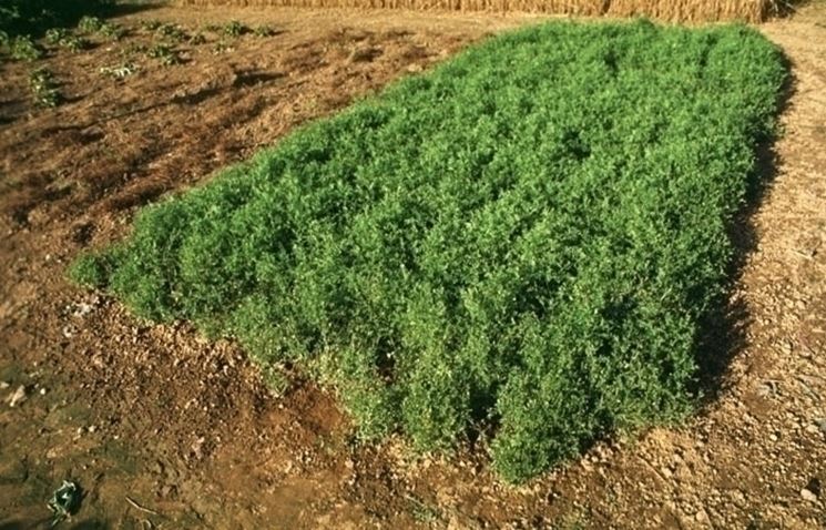 lenticchia i fiori