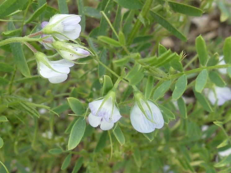 fiore lenticchie