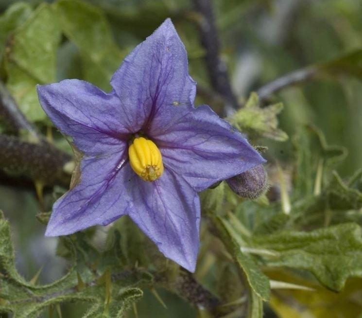 melanzane fiori