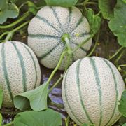 fiore di melone