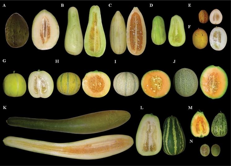 Variet di melone