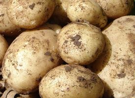 Patata  -  Solanum tuberosum 