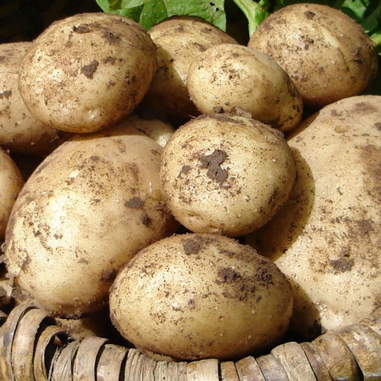 Patate