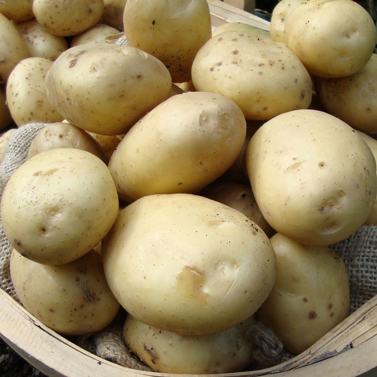 tipologia di patate