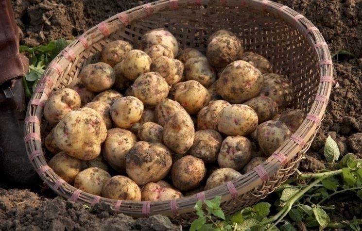 benefici patata