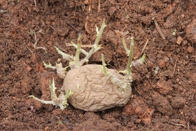 patata con germogli