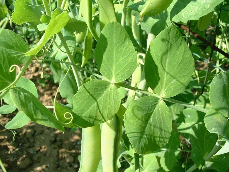 Semi Di Pisello 'Meraviglia Di Kelvedon' Biologici: Varietà Precoce, Circa 100 Semi Per Confezione