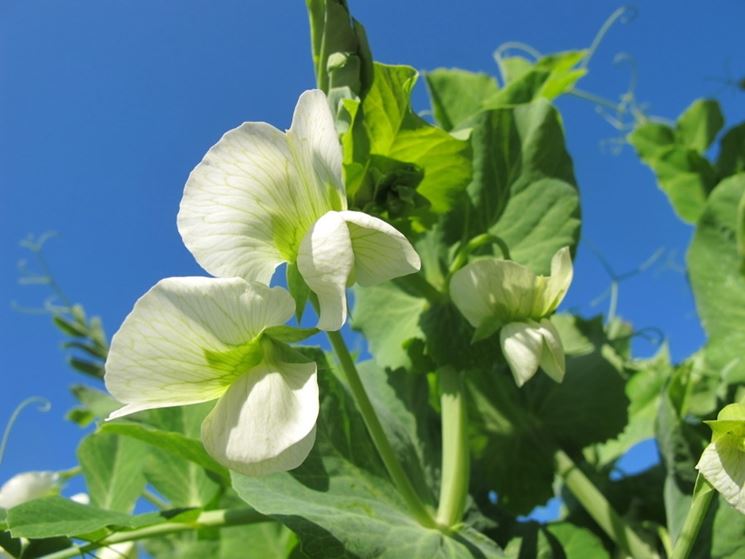 fiori pisello