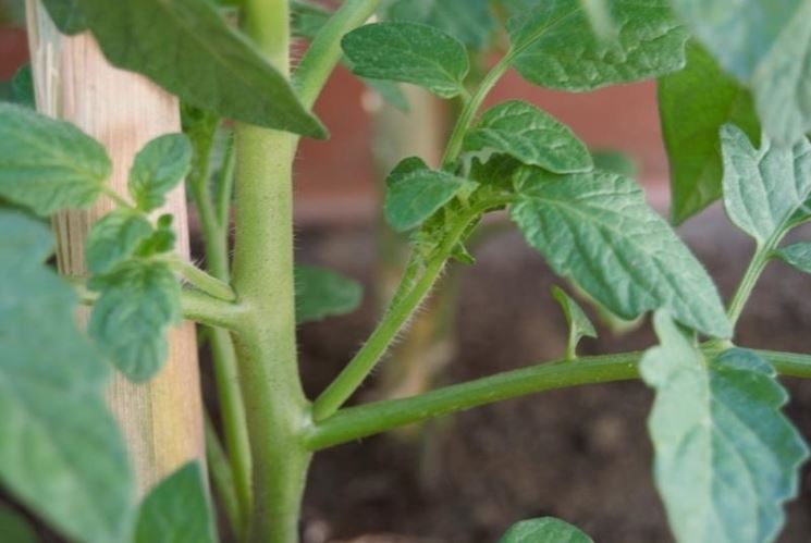 Scacchiatura e cimatura pomodoro